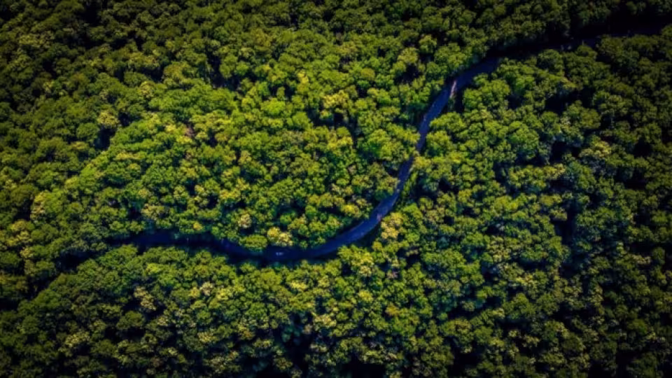 Aerial view of dense Amazon rainforest with a winding road cutting through the canopy