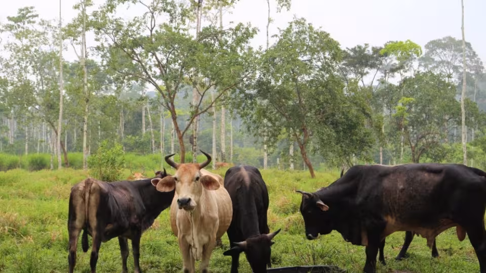 Livestock on green meadow, trees in the background