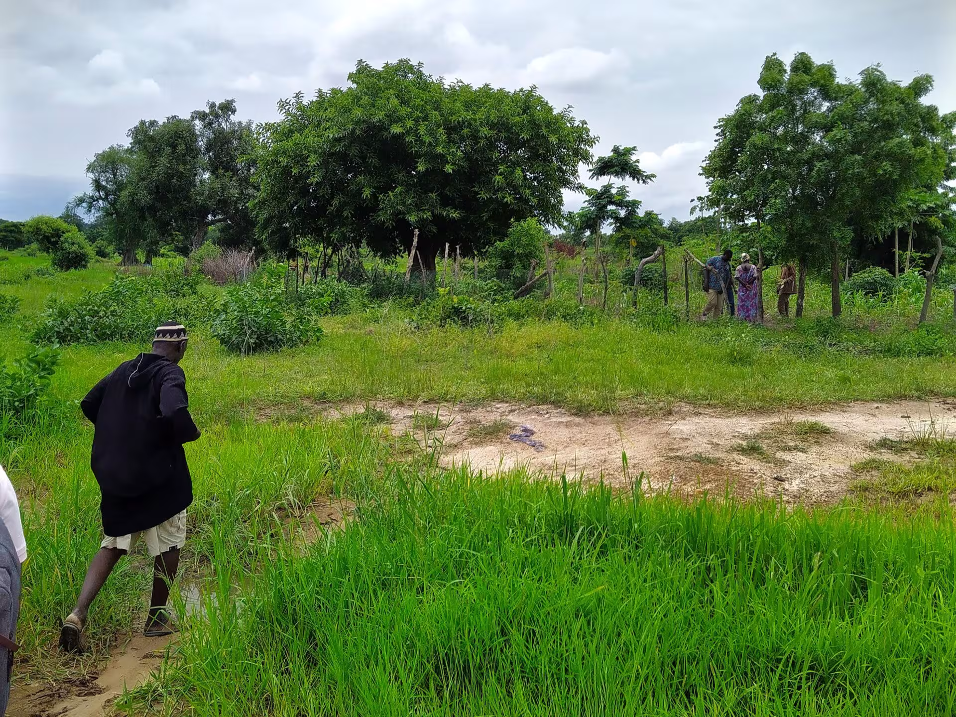 On the way to a fenced plantation owned by small farmers in the Upper West Region in northern Ghana.