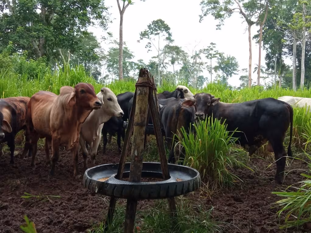 Livestock