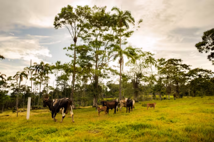 Cattle grazing on an open pasture with tall palms and rainforest trees in the background