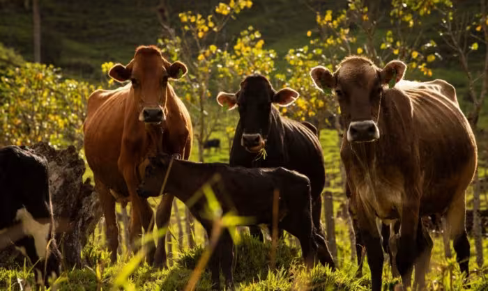 Three cows and a calf standing in a sunlit pasture, looking at the camera